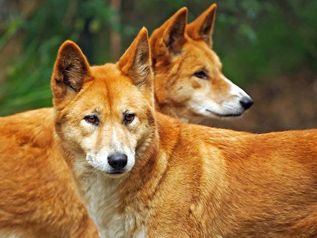 سگ دینگو | Dingo