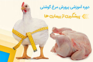 آموزش پرورش مرغ گوشتی | پیشگیری از بیماری ها